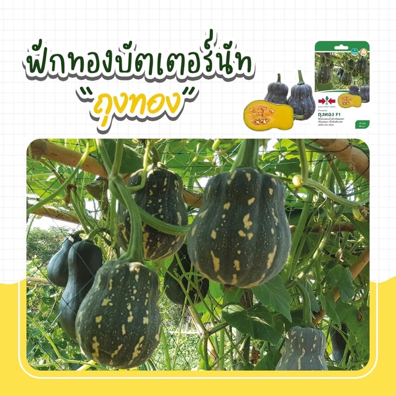 เมล็ดพันธุ์ฟักทอง ฟักทองบัตเตอร์นัท F1 (แบบซอง) เมล็ดฟักทองถุงทอง ฟักทองซันไลท์ เมล็ดพันธุ์ผักสวนครัว ตราศรแดง ราคา ถูกที่สุด ดีลบีเคเค แกลเลอรีภาพที่ 2