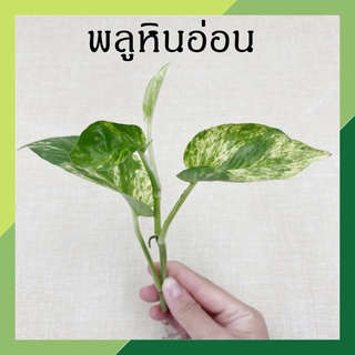 พลูหินอ่อน พลูราชินีหินอ่อน ต้นไม้ฟอกอากาศ ต้นไม้ พลูด่าง ต้นไม้ในร่ม (Marble Queen) เลี้ยงในบ้านได้