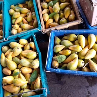[🔥พร้อมส่ง🔥] Canistel fruits เซียนท้อ ม่อนไข่ พันธุ์พื้นเมือง เจ้าของสวนขายเอง มีหลายขนาด