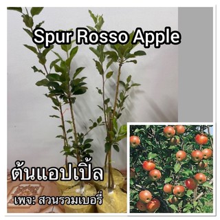 ต้นแอปเปิ้ล spur rosso แอ๊บเปิ้ล