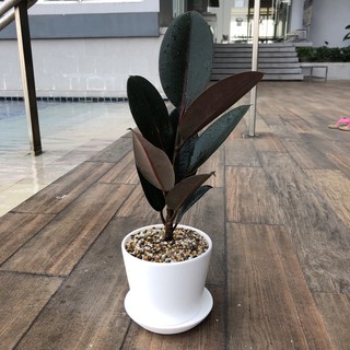 ต้นยางอินเดียดำ (Rubber Plant) ใบดำ ลำต้นสูง 35-45ซม. พร้อมปลูกในกระถางเซรามิค 5.5" สามารถนำไปวางโชว์ เลี้ยงต่อได้เลยคะ