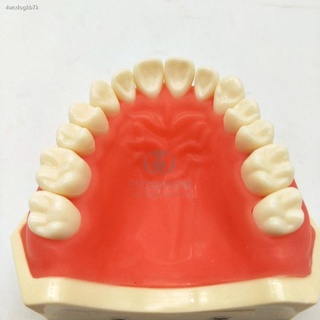 ♕ทันตกรรมถอดฟันรุ่น Upper Jaw half-mouthสอบรุ่น Lower Jaw half-mouth preparation รุ่นจัดส่งฟรี