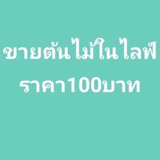 ขายต้นไม้บอนกระดาษ100