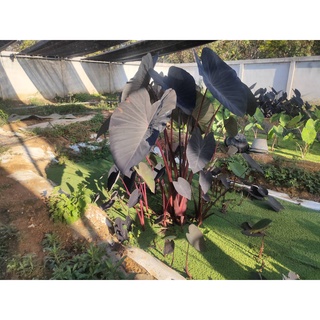 บอน บอนดำ โคโลคาเซีย แบล็คเมจิก Colocasia Black Magic พันธุ์แท้ ส่งแบบตัดใบ ใบมีสีดำเด่นสะดุดตา ก้านใบสีแดงอมม่วงเกือบดำ