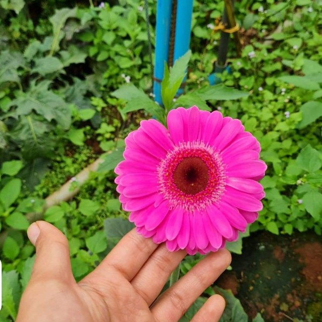 เยอบีร่า Gerbera Daisyม่วง ไม้ประดับดูดสารพิษ เยอบีร่า ส่งพร้อมติดดอกคะ