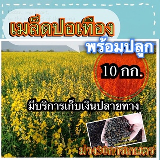 ✅ ปอเทือง 10 กิโลกรัม(พร้อมปลูก)ใส่กระสอบ