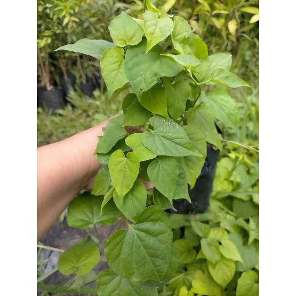 ต้นขจร/ดอกสลิดพันธุ์เกษตร