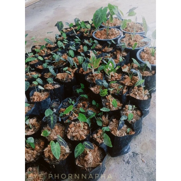 Colocasia Black Beauty (บอนมเหศวร)1ชุด3ต้น