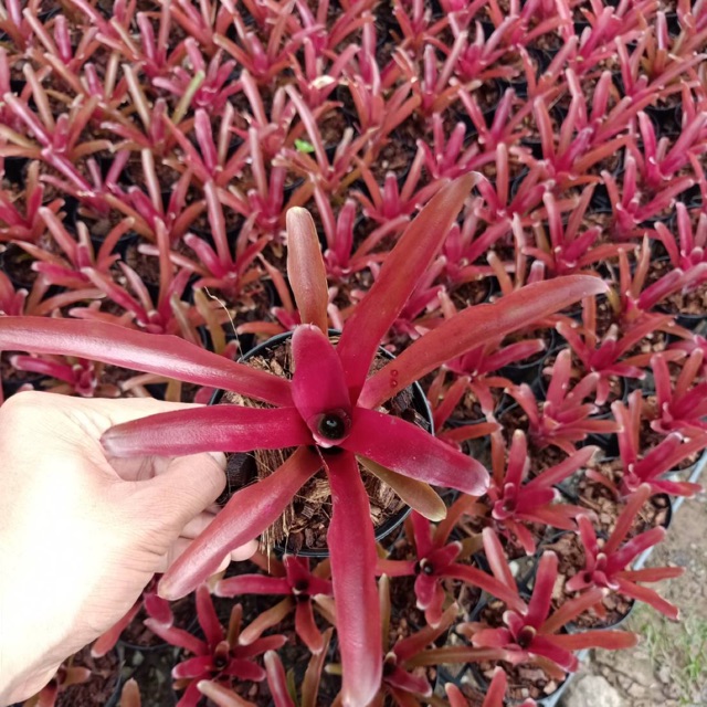 ต้นสับปะรดสี Fireball ส่งทั้งกระถาง