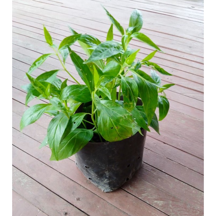 ฟ้าทะลายโจร🌱 (หนึ่งถุงมี 3-5 ต้น)สูง20-30ซม.