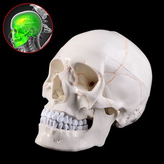 Life Size Human Skull Model Anatomical Anatomy Medical Teaching Skeleton Head Studying Q7DQ