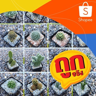 กระบองเพชรราคาถูก cactus ส่งทั้งกระถาง ซื้อ4ต้น แถม 1ต้น