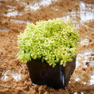 แพทองแคระในกระถาง2" สีเหลืองทองตลอดปี