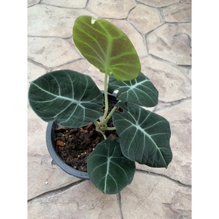 อโลคาเซีย แบลคเวลเวท ใบกำมะหยี่ Alocasia Black Velvet ส่งพร้อมกระถาง 6 นิ้ว ฟอมกอ ต้นใหญ่