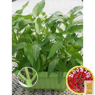 ★SG seller★Suitable for Singapore tropical vegetable seeds-Kangkong,Coriandder seeds, Italian lettuce seeds,etc.แม่และเด