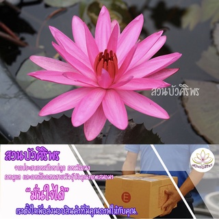 ต้นพันธุ์บัวสายสีแดง หรือนิมเฟีย รูบรา