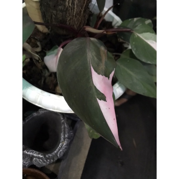 - Philodendron Pink Princess -