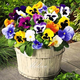 （อัตราการปลูกสูง）เมล็ดพันธุ์ ดอกแพนซี่ คละสี (Pansy Mix Seed)100pcs/bag ราคาถูก ของแท้ ต้นไม้ฟอกอากาศ บอนไซ ผักสวนครัว F