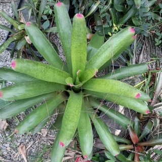 สัปปะรดสีเขียว ปลายชมพู บรอมมีเลียด (Bromeliad)