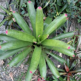 สัปปะรดสีเขียว ปลายชมพู บรอมมีเลียด (Bromeliad)