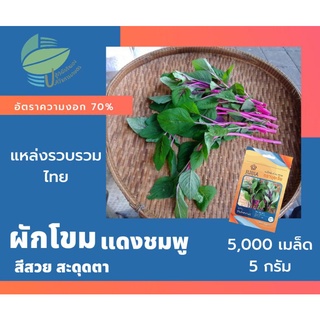 ผักโขมแดงชมพู (Pink Amaranth)