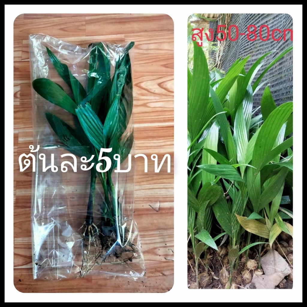 หมากสูง 20ต้นแถม10สูง50cmขึ้นไป(ถอนล้างราก). หน่อหมากต้นสูง หมาก หมากกินกับพลู ต้นหมาก หมากสง ต้นหมาก หมาก