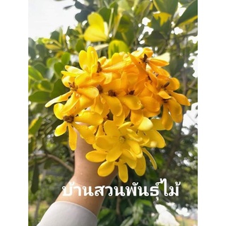 ต้นพุดน้ำบุษย์ #บ้านสวนพันธุ์ไม้