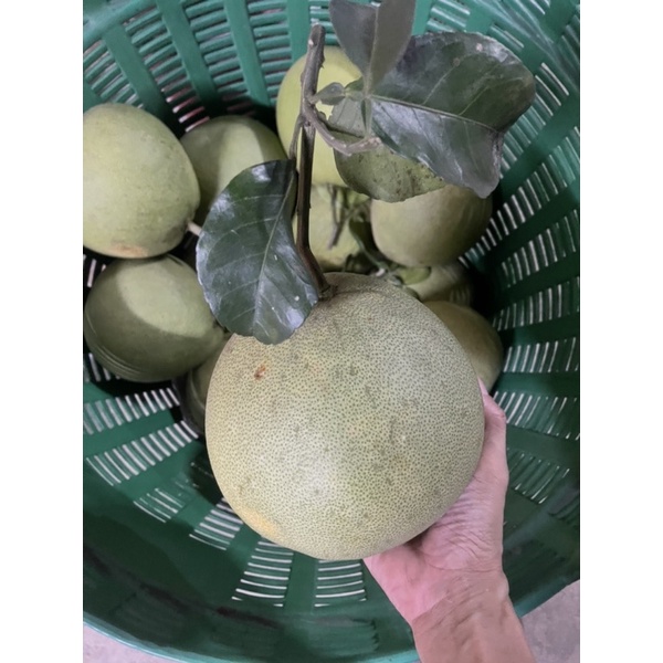 🍐ส้มโอพันธุ์ขาวน้ำผึ้ง(~1.1กก/80)💁🏻‍♀️อัปเดต15มีค68หวาน80%📌ร้านเจ๊หมวยตลาดน้ำดอนหวาย