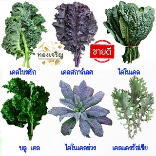 ชุดเคล🎈10แถม1++🎯ถูกที่สุด 10 บ.🎯เมล็ดพันธุ์ชุดคะน้าเคล10 บ.🌿ขายดีที่สุด🌱 เคลใบหงิก🌱เคลสการ์เลต🌿 เคลแดงรัสเซีย🌿 ไดโนเคล