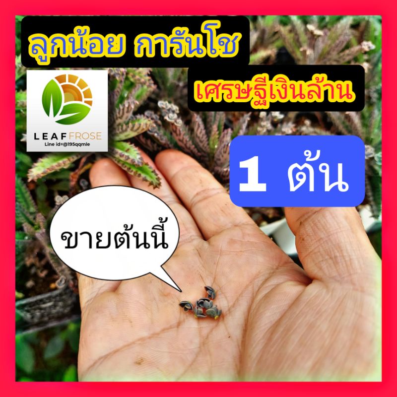 ลูกน้อย การันโช 1 กล้า หรือ ต้นเศรษฐีเงินล้าน เเคคตัส เเคดตัส