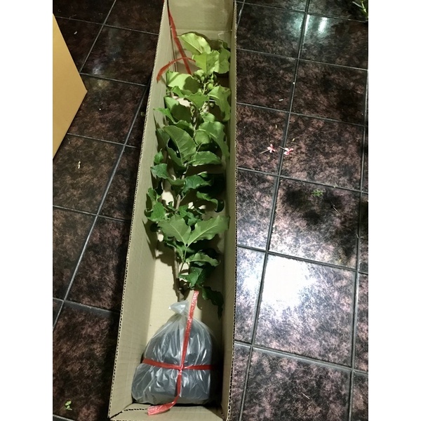 ต้นพีนัทบัตเตอร์  ต้นเนยถั่ว - รูปที่ 6