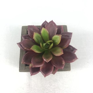 พืชปลอม Echeveria head (เฉพาะหัว ไม่รวมกระถาง) R-005 Bur ต้นไม้ปลอม สำหรับประดับตกแต่งสวนจิ๋ว สวนขวดแก้ว สวนถาด