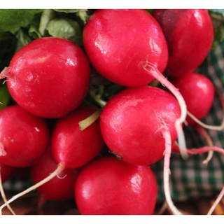 เมล็ดพันธุ์แรดิช radish seed เชอร์รี่เบลล์ 1 กรัม Red cherry belle radish พันธุ์แท้ แรดิช เมล็ดเรดิช เรดิชสีแดง เมล็ดผัก