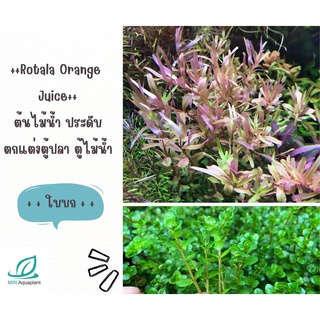 Rotala Orange Juice **ขายเป็นใบบก** 20 กิ่ง 100 ในรูปตัวอย่างเป็นใบน้ำ