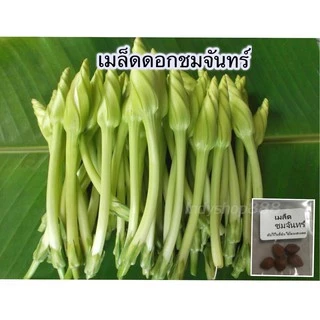 เมล็ดพันธุ์ เมล็ดดอกชมจันทร์ 2เมล็ด[10 แถม 1 คละได้]