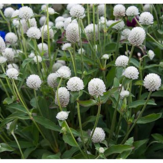 เมล็ดพันธุ์ บานไม่รู้โรย สีขาว ( white amaranth seeds ) บรรจุ 20 เมล็ด