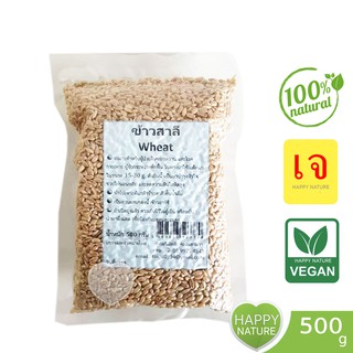 ข้าวสาลี Wheat 500g ปลูกต้นอ่อนข้าวสาลีได้