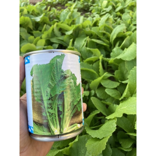 ผักกาดชุนฉ่าย  ผักกาดหิ่น ผักาดคิ่น ผักกาดเขียวน้อย สิ้นอายุทำพันธุ์  07 / 70