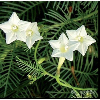 เมล็ดอวบอ้วน100%ไทยแลนด์สปอต 200เมล็ด/คละสี บอนสี เมล็ดพันธุ์ ดาวนายร้อย Mixed Cypress Vine Flower Seed Climbing Plants