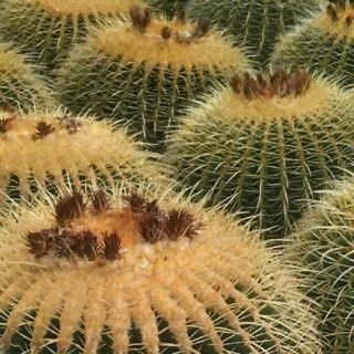 ถังทองแคคตัส 10-12 cm (Echinocactus grusonii)