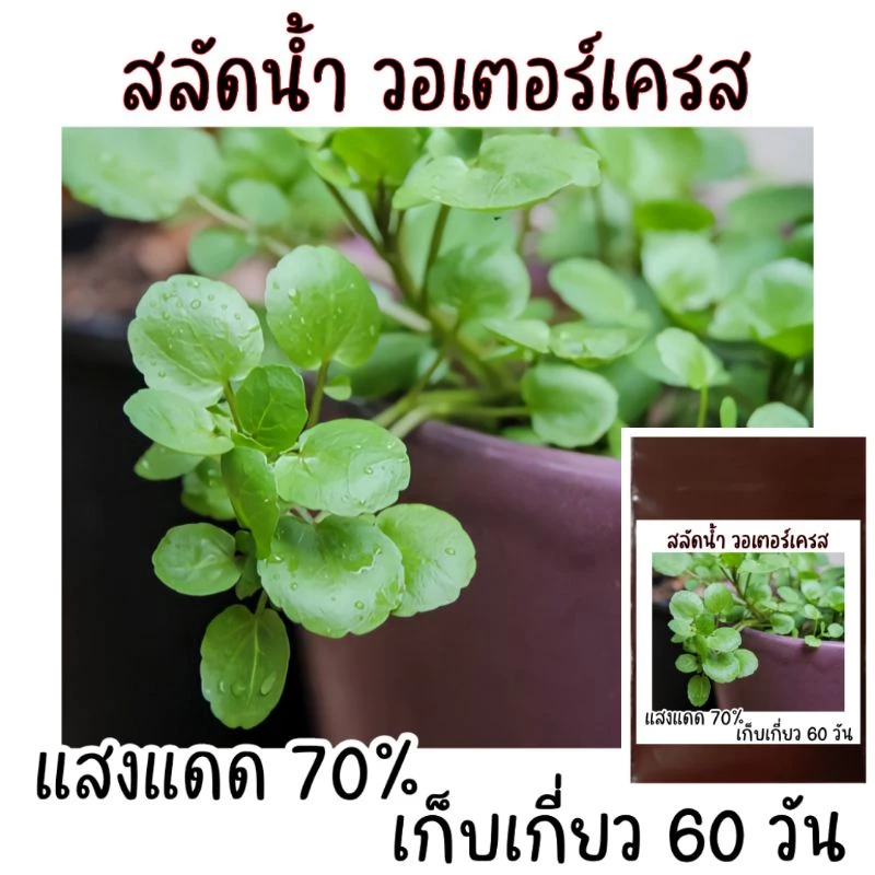 เมล็ดพันธุ์ วอเตอร์เครสแท้ สลัดน้ำ 100-200 เมล็ด watercress