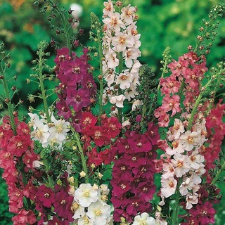 เมล็ดพันธุ์ มัลเลน Verbascum phoeniceum temptress 300 เมล็ด เมล็ดพันธุ์นำเข้าจาก ยุโรป อัตราการงอก 90 %