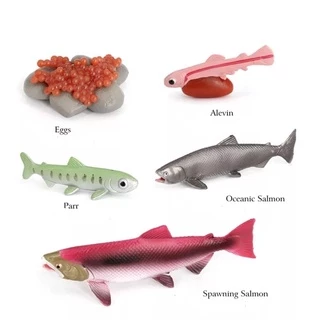 Tray & Animal life cycle Sensory play โมเดลวงจรชีวิตสัตว์ ถาดวงจรชีวิตสัตว์ 61แบบ(พร้อมส่งจากไทย) montessori sensory bi