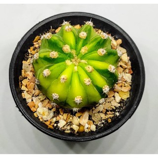 มีประกัน ส่งไว อิชินอปเลม่อนด่าง  (echinopsis) ขนาด 3-4 เซนติเมตร #cactus #แคตตัส