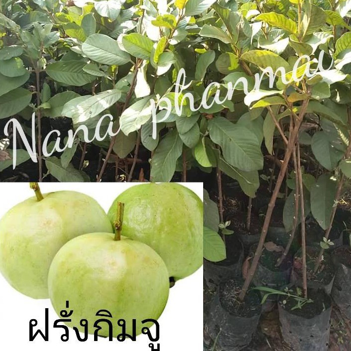 ต้นฝรั่งกิมจู (แบบกิ่งตอน) เนื้่อฟู นุ่ม กรอบ หวาน เมล็ดน้อย ต้นพันธุ์สูงประมาณ 60-70cm.(1ต้น)