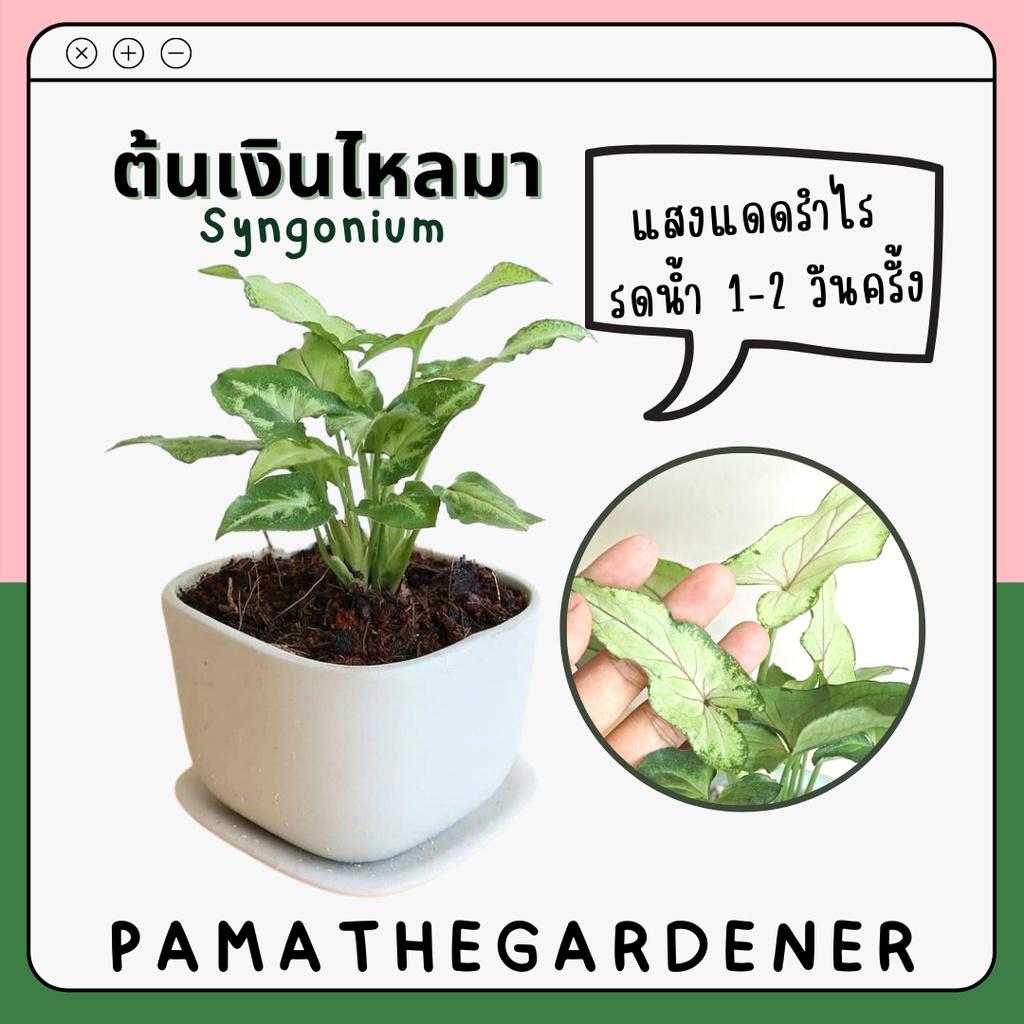 มุมมอง 2