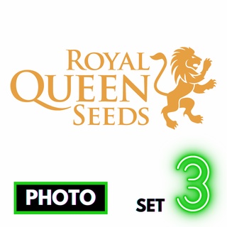 🔥Preorder🔥เมล็ดค่าย🌱Royal Queen Seeds🌱Photo⭐️ส่งฟรี🚨มีปลายทาง ส่งตรงจากนอกแท้100%⭐️ยกแพค/แยกเมล็ด⭐️อย่าเสี่ยงกับเมล็ดไม่มีที่มา#3