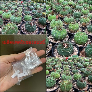 เมล็ดมาตูกาน่า เมล็ดมาตู ดอกแดง ดอกส้ม เมล็ดกระบองเพชร matucana madisoniorum