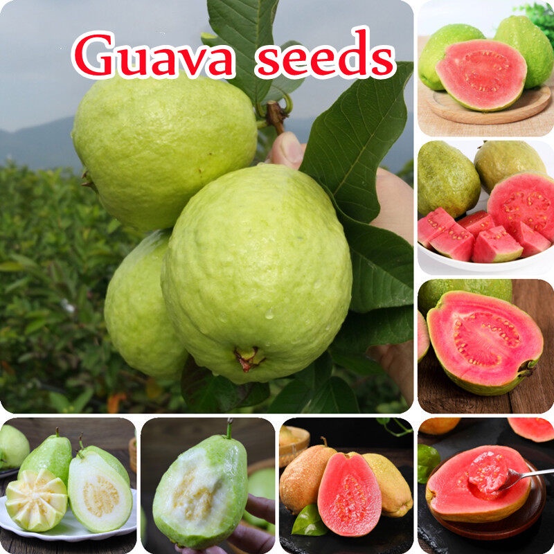 บอนสี 100เมล็ด Red White Guava Seeds Fruit Seeds พันธุ์ไม้ผล ต้นไม้มงคล ต้นไม้ เมล็ดพันธุ์ Ornamenta