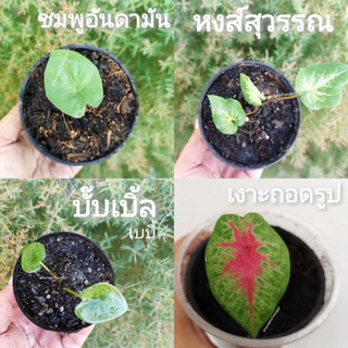 🌱ชมพูอันดามัน,เงาะถอดรูป,หงส์สุวรรณ,บั๊บเบิ้ล 🌱 ต้น บอนสี​ บอนไทย​ เบบี๋​ Caladium​